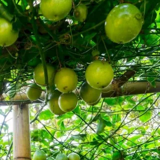 Passion Fruit